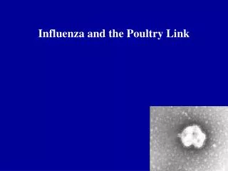 Influenza and the Poultry Link