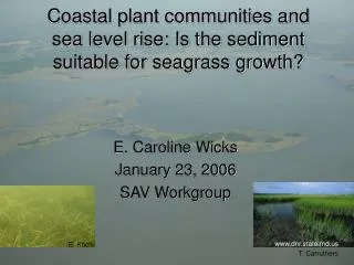 Coastal plant communities and sea level rise: Is the sediment suitable for seagrass growth?