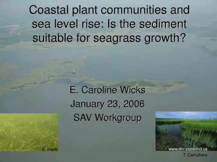 coastal plant communities and sea level rise is the sediment suitable for seagrass growth