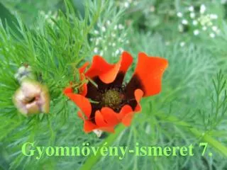 gyomn v ny ismeret 7
