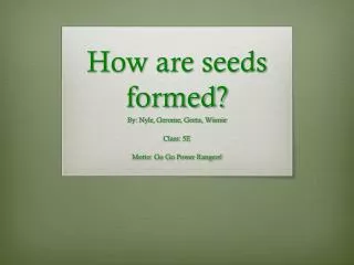 How are seeds formed?
