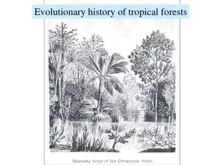 Evolutionary history of tropical forests