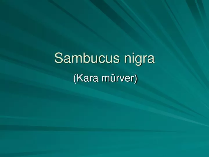 sambucus nigra