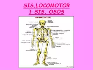 sis locomotor 1 sis osos