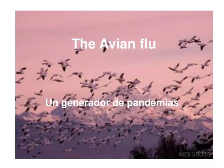 the avian flu