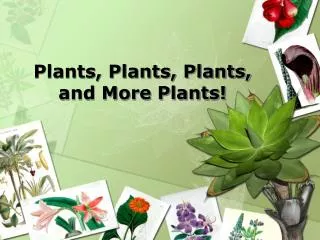 Plants, Plants, Plants, and More Plants!