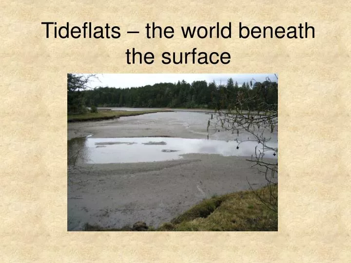 tideflats the world beneath the surface