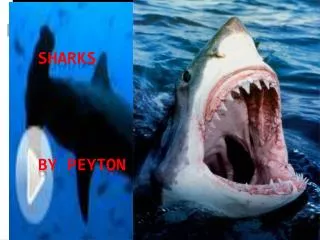 Sharks by peyton