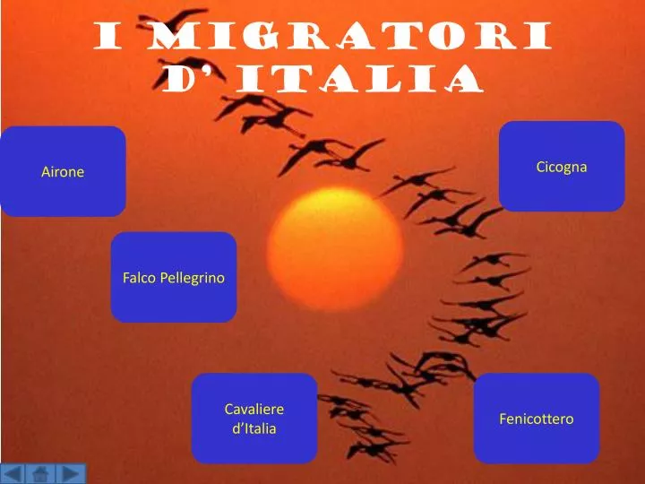 i migratori d italia