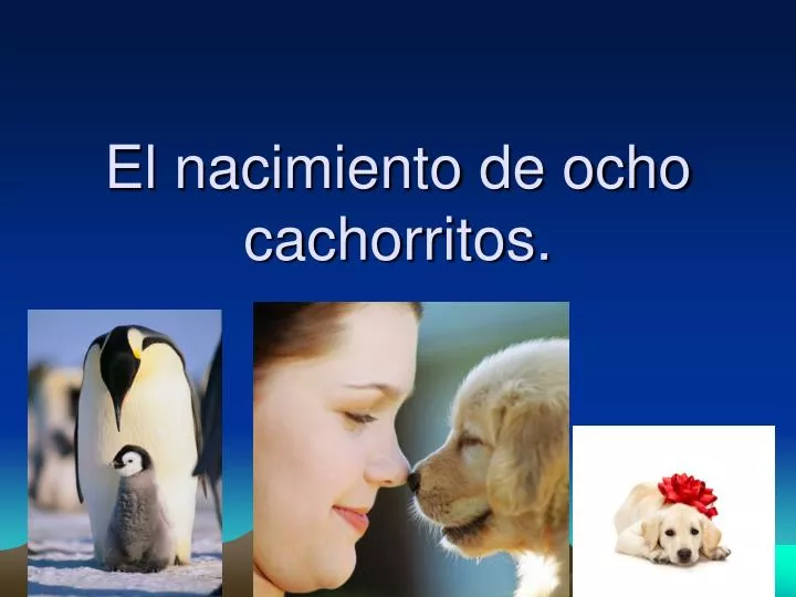 el nacimiento de ocho cachorritos