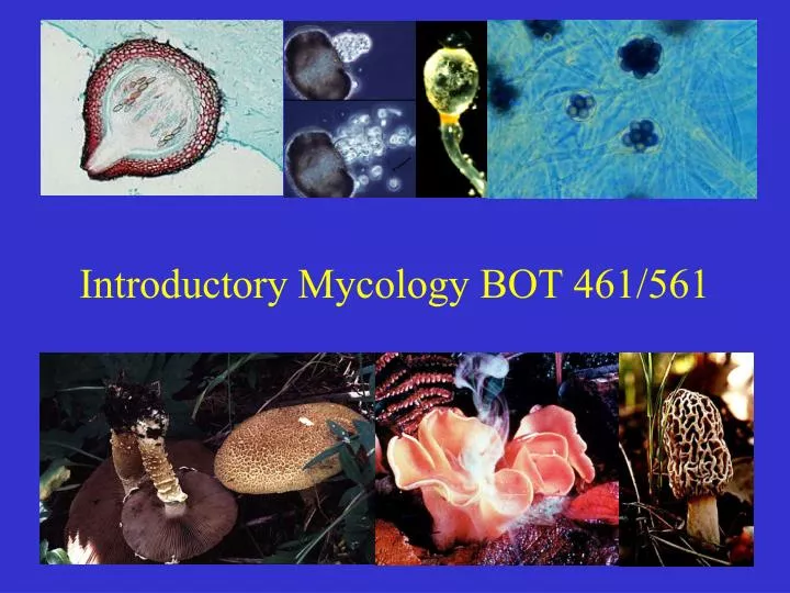 introductory mycology bot 461 561