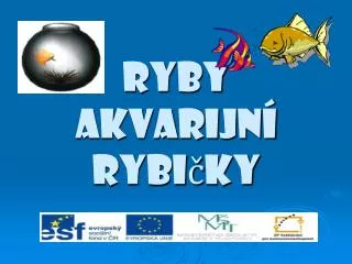 ryby akvarijn rybi ky