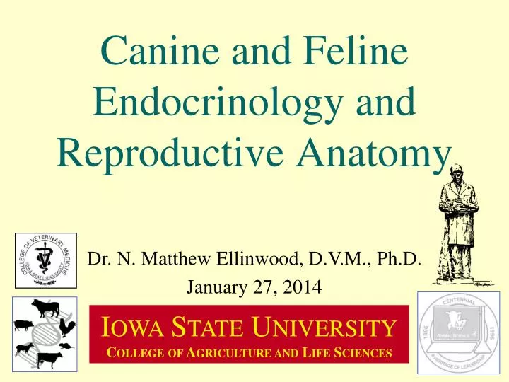 canine and feline endocrinology and reproductive anatomy
