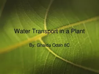 Water Transport in a Plant