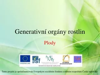 generativn org ny rostlin