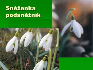 sn enka podsn n k