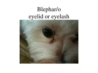 Blephar/o eyelid or eyelash