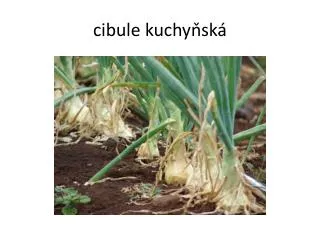 cibule kuchy sk
