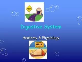 Digestive System