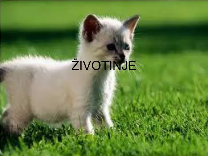 ivotinje