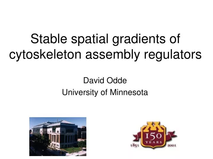 stable spatial gradients of cytoskeleton assembly regulators