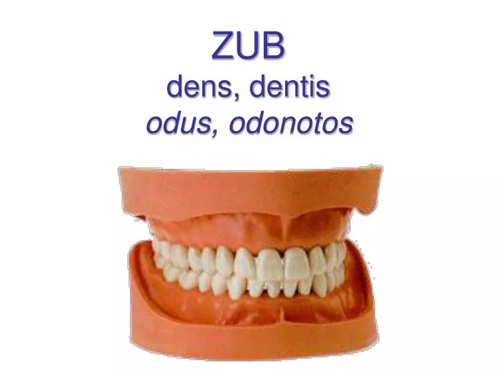 zub dens dentis odus odonotos
