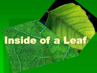 Inside of a Leaf
