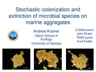 Stochastic colonization and extinction of microbial species on marine aggregates