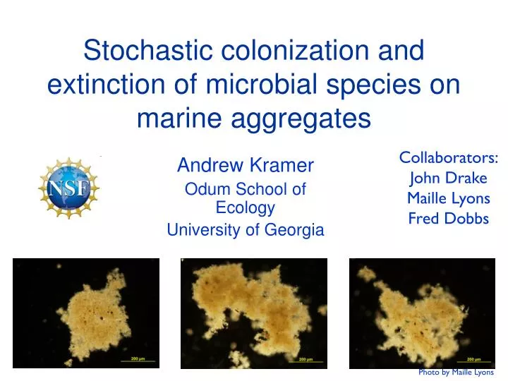 stochastic colonization and extinction of microbial species on marine aggregates
