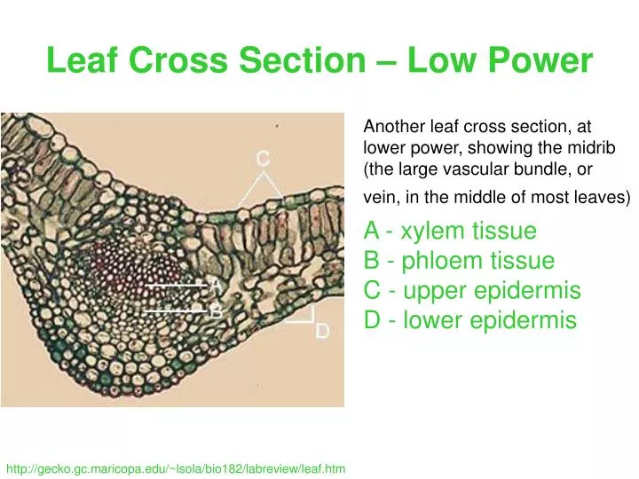 leaf cross section low power