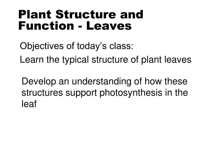 plant structure and function leaves