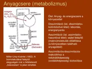 anyagcsere metabolizmus