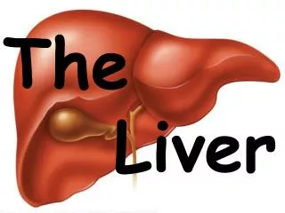 The Liver