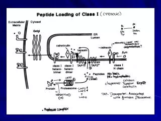 Features of the pathways of Ag processing