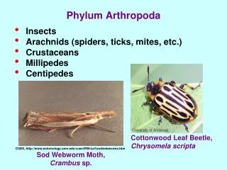 Phylum Arthropoda