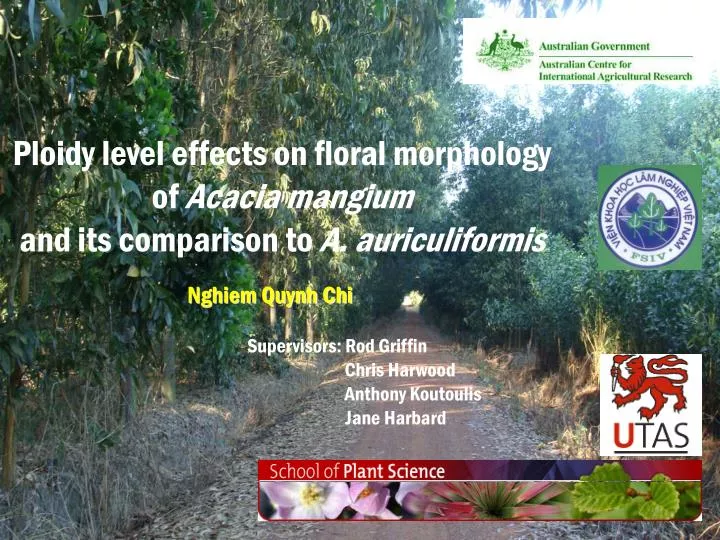ploidy level effects on floral morphology of acacia mangium and its comparison to a auriculiformis