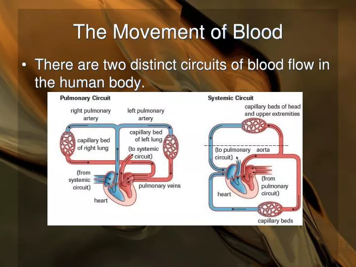 the movement of blood