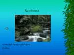 Rainforest - slide 1