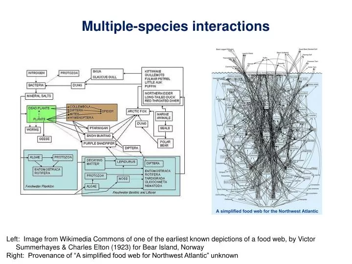 multiple species interactions