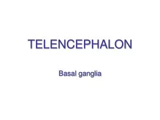 TELENCEPHALON