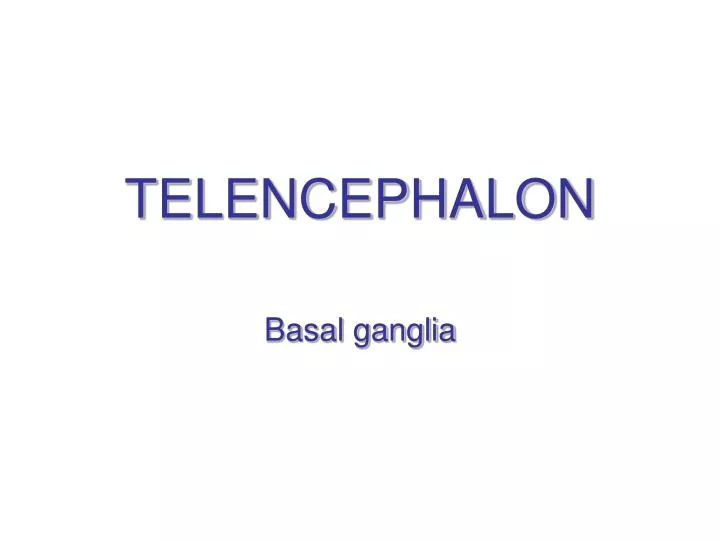 telencephalon