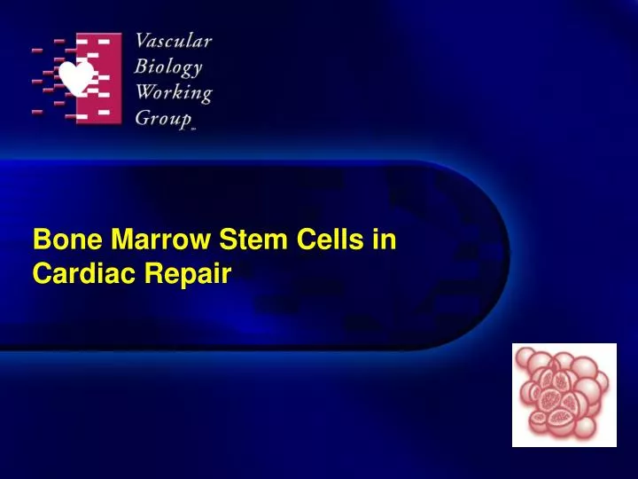 bone marrow stem cells in cardiac repair