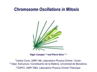 Chromosome Oscillations in Mitosis