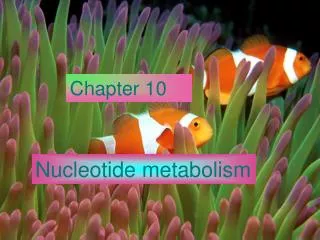 Nucleotide metabolism