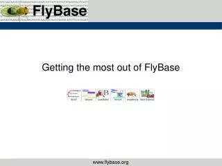 Getting the most out of FlyBase
