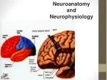 Neuroanatomy and Neurophysiology - slide 1