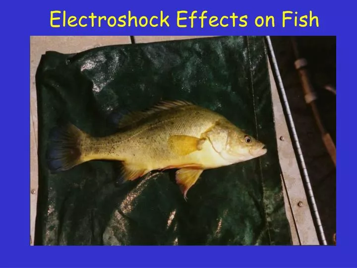 electroshock effects on fish