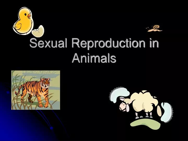sexual reproduction in animals
