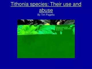 Tithonia species: Their use and abuse By Tim Pagella
