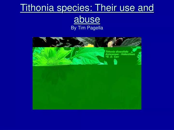 tithonia species their use and abuse by tim pagella